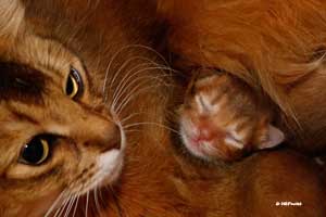 Jemima et chaton de 5 jours