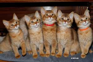 somali kittens