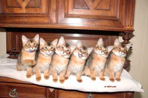 6 chatons