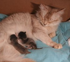 Alaska and her mini-kitties