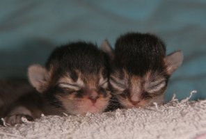 Two heads, 4 days old