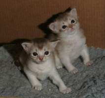 Eclair (front) and his sister, 3 weeks old