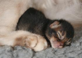 Filou, 6 days old, asleep near mom's paw