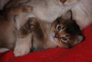 Haribo with mom, 3 weeks old