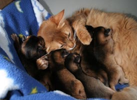 Guinness and babies, 9 days old