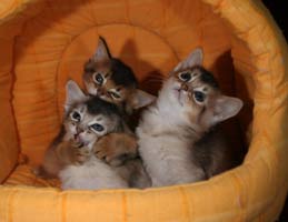 The 3 kitties