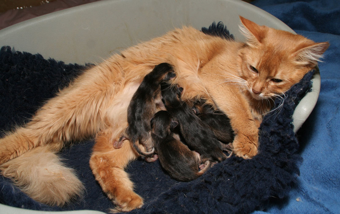 4 kittens at the milk-bar