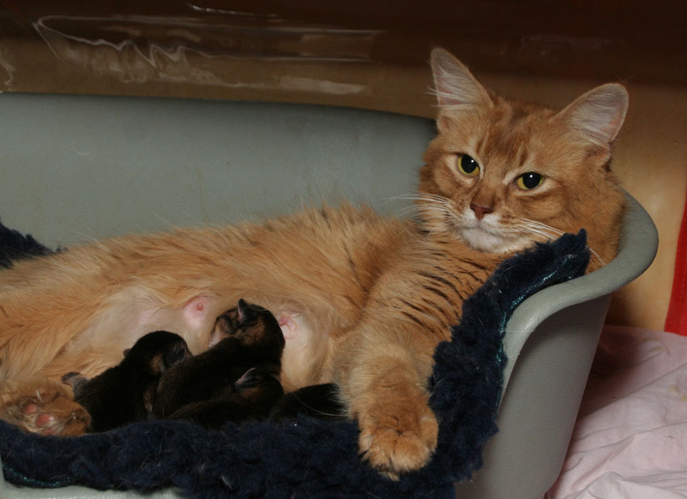 whole litter resting