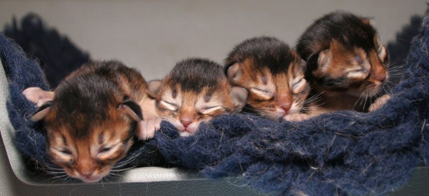 4 kittens, one week old