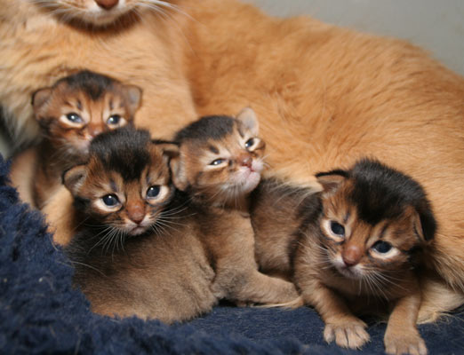 4 kittens, 2 weeks old