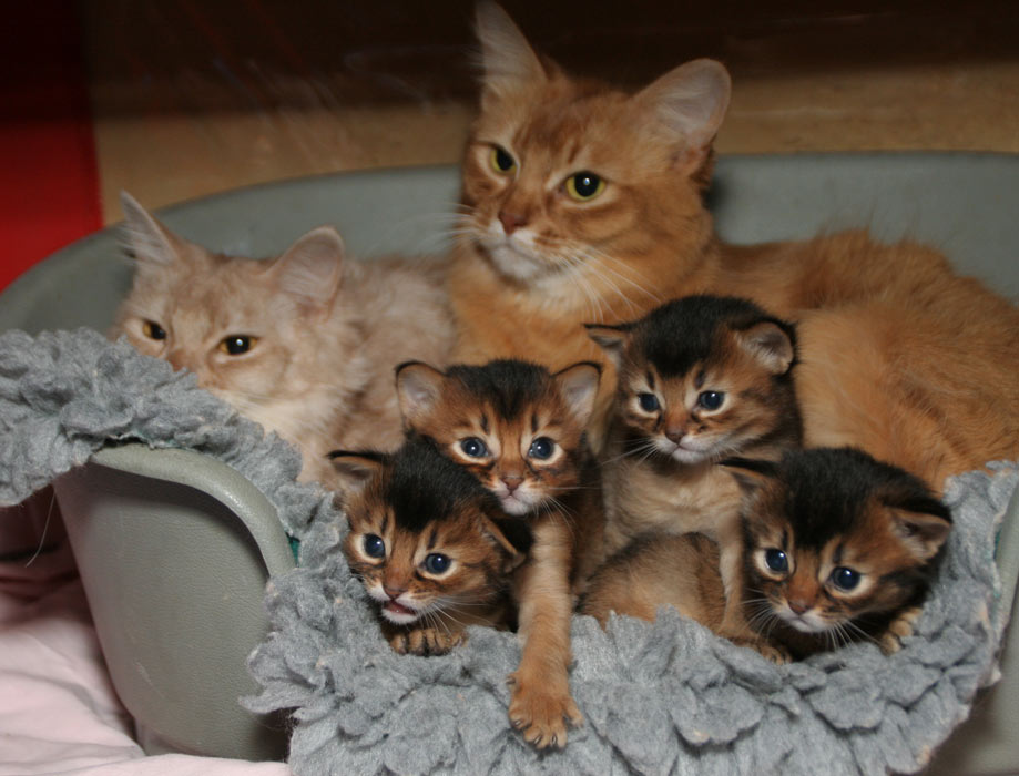 2 moms and four 3-weeks-old kittens