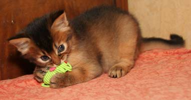 Irish Coffee, 5.5 weeks old