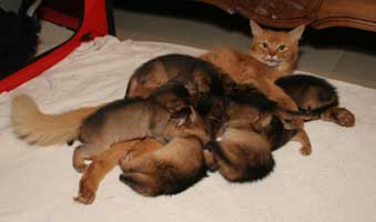 Guinness and her 4 kittens