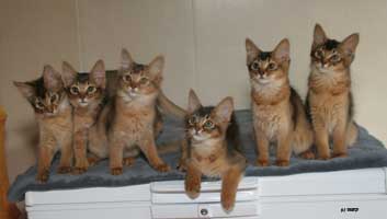 6 ruddy kittens at 3 months old