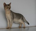 O'Nell Silver des Amours Felines de Sincay