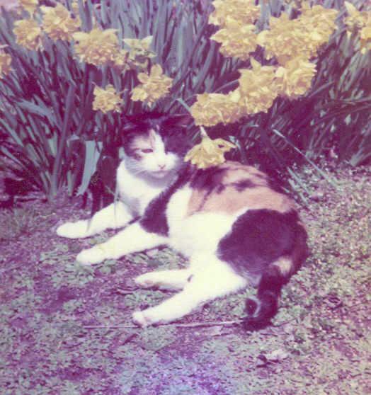 Minette
