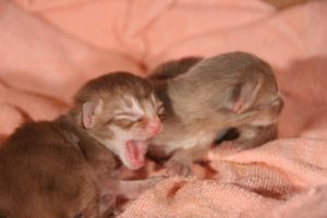 male yawns