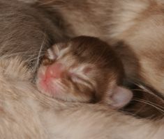 petit frère