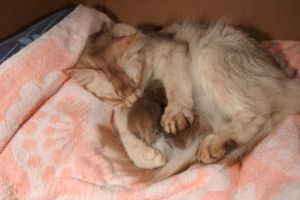 Alaska patoune