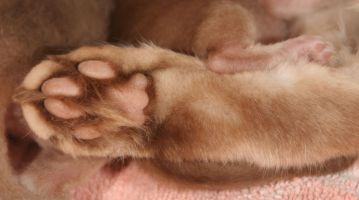 giant and dwarf paws