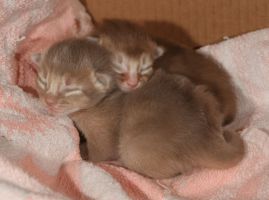 deux enfants sages
