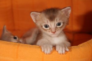 Charlie, 3 semaines