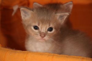 Caramelle, 3 semaines