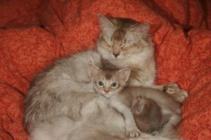Alaska et Charlie