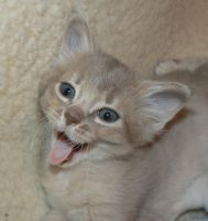 Choupette, 6 semaines