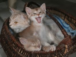Pompon, Choupette et Charlie