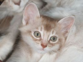 Charlie, 1 mois et demi