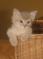 Choupette, 1 mois et demi