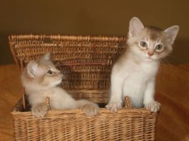 Choupette et Charlie, un mois et demi