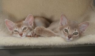 Choupette et Charlie, deux mois
