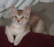 Charlie  3 mois