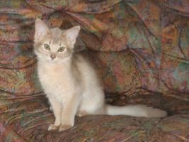 Choupette  3 mois