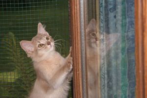 Choupette and her reflection in the window