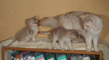 Calisson et Chabichou avec maman