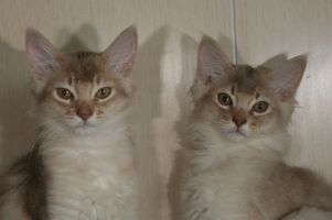 Chabichou et Calisson, 3 weeks old