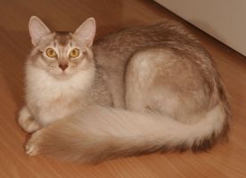 Charlie, 9 mois