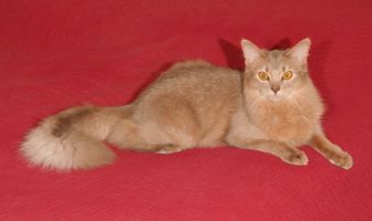 Choupette, 9 mois