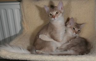 Chabichou et Calisson