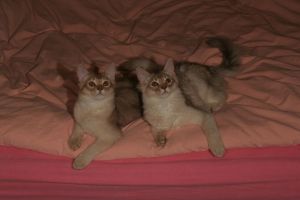 Chabichou et Calisson, 4 mois et demi