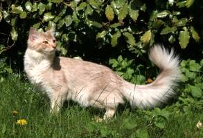 Calisson, 7 mois
