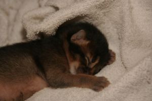 Doudou, 4 jours