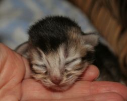 Second female, 4 days old