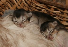 Les deux femelles  7 jours