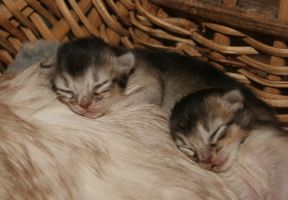 The 2 females, one week old