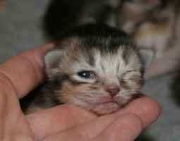 The male, one week old