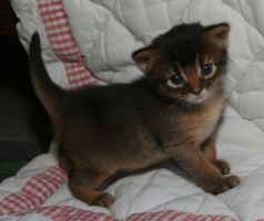 Doudou, standing, 3 weeks old